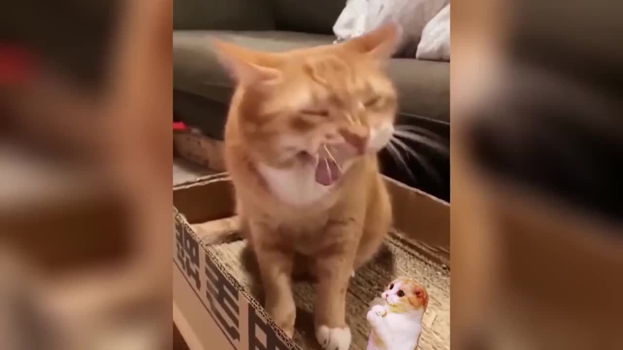 Funniest Animal Moments 2023 π Funniest Cats and Dogs πΆπΈ