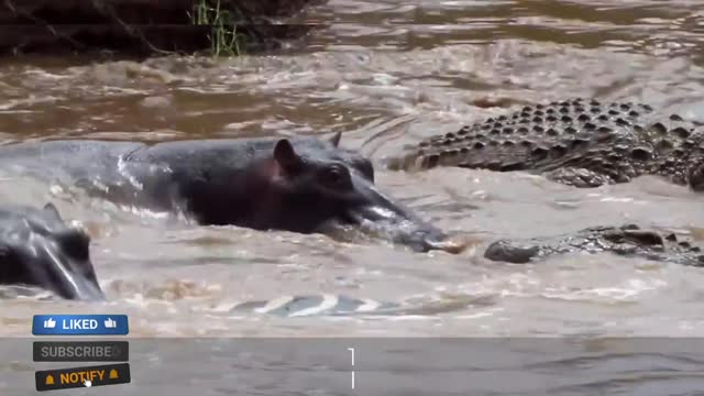 Dangerous attack Hippo vs crocodile