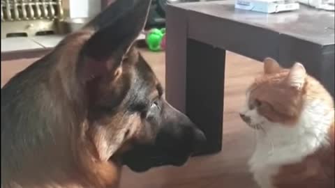 Dog and cat video