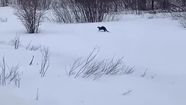 A skiing otter!!!