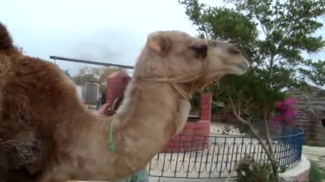 very funny camel