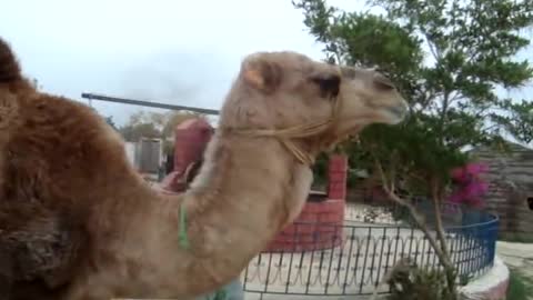 very funny camel