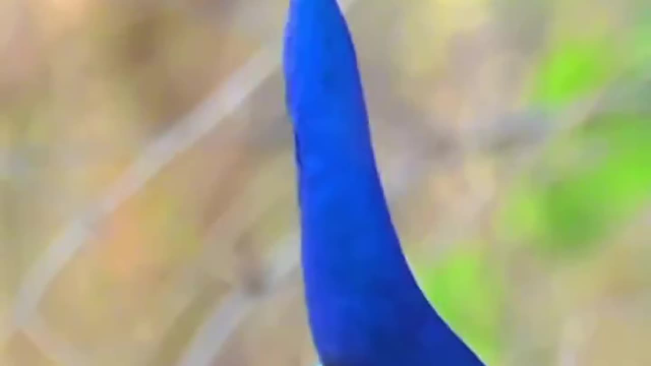 MALE PEACOCKS 🦚 MAKE DISTINCTIVE “MAYUR” CALL DURING THE BREEDING SEASON TO ATTRACT FEMALES & ESTABLISH DOMINANCE