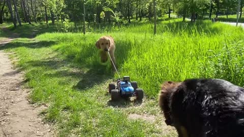 My Dogs Go On A Beach Trip