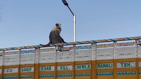 Monkey Funny Moment