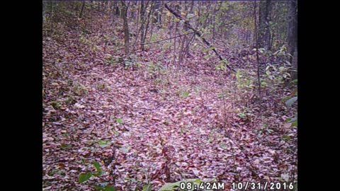 videos of deer,bobcat,coyotes,turkey