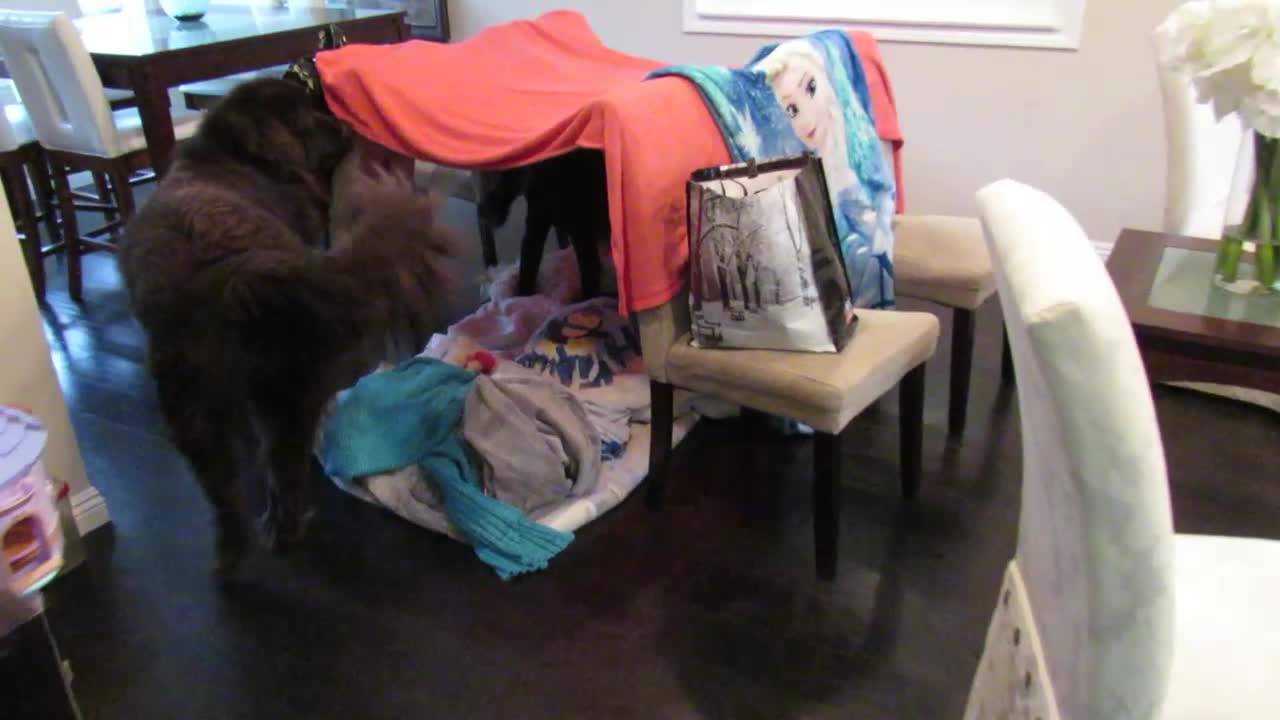 Little girl shows Newfoundland her fort