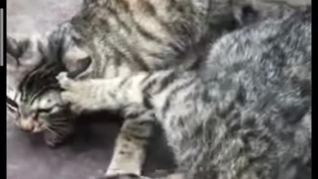 Cat remarkably startled by harmless object