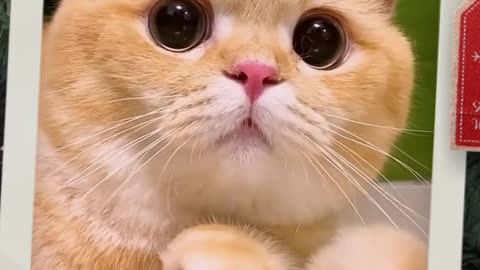 Funny and cute cats 🐱🐱🐱