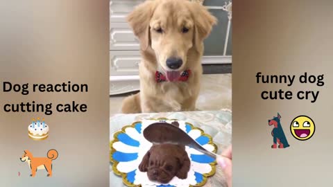 Cute Dog reaction in cutting of cake & crying dog