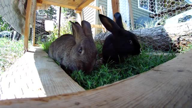 Rabbits Chillin in the lawn tractor