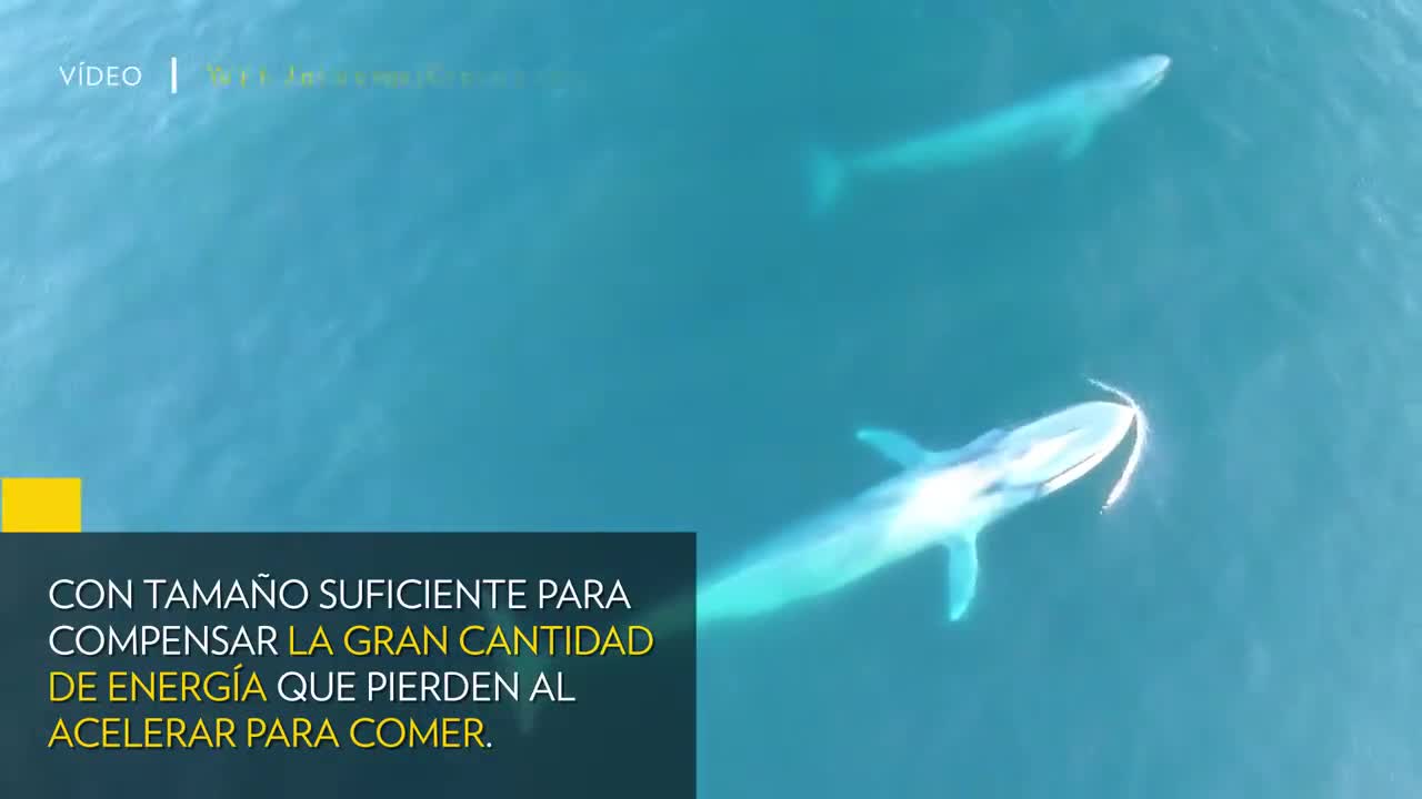 Así se alimenta EL ANIMAL MÁS GRANDE del planeta, la BALLENA AZUL _ NATIONAL GEOGRAPHIC en ESPAÑOL