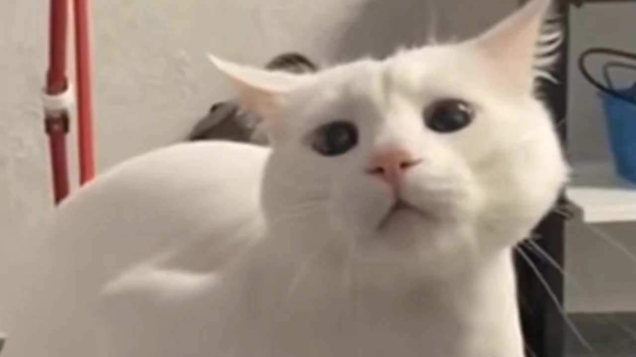 Funny cats