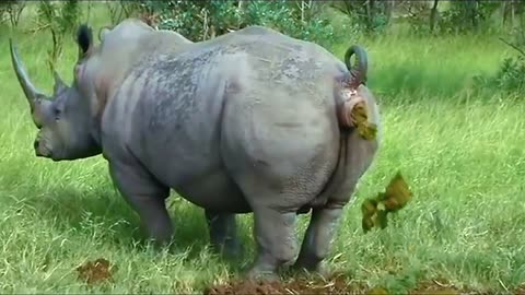 💥Antilag rhinoceros💥👈