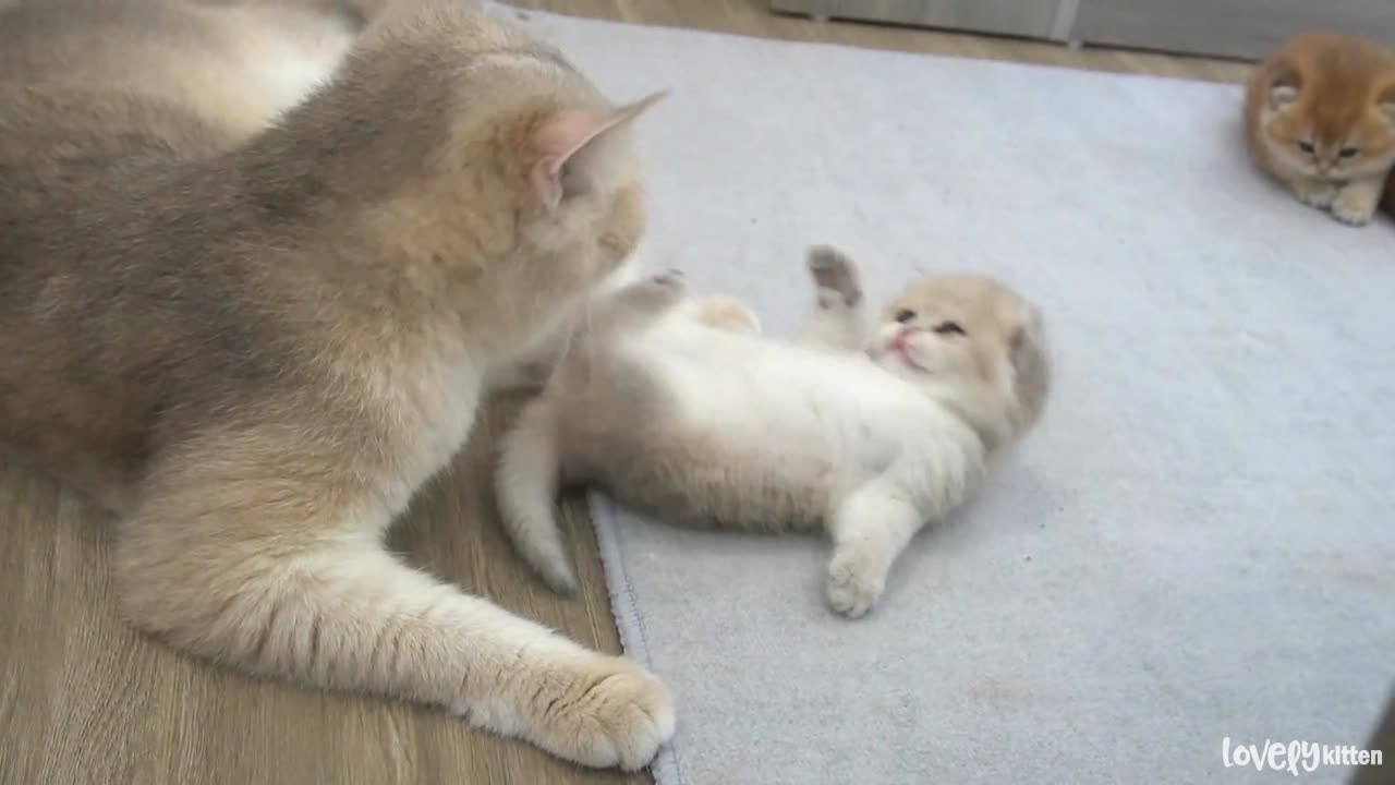 Mom cat hugs tightly the kitten who doesn't want to wash and is trying to get away