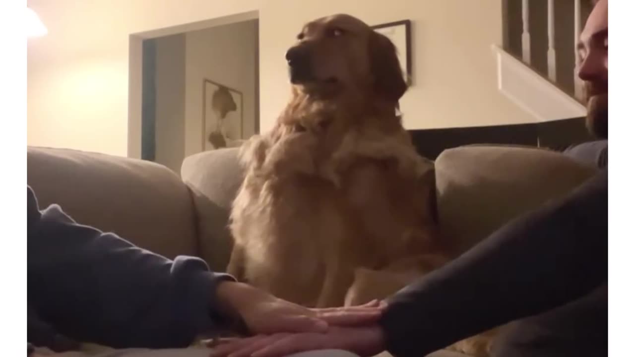 Funny reaction of a dog 🐕😂