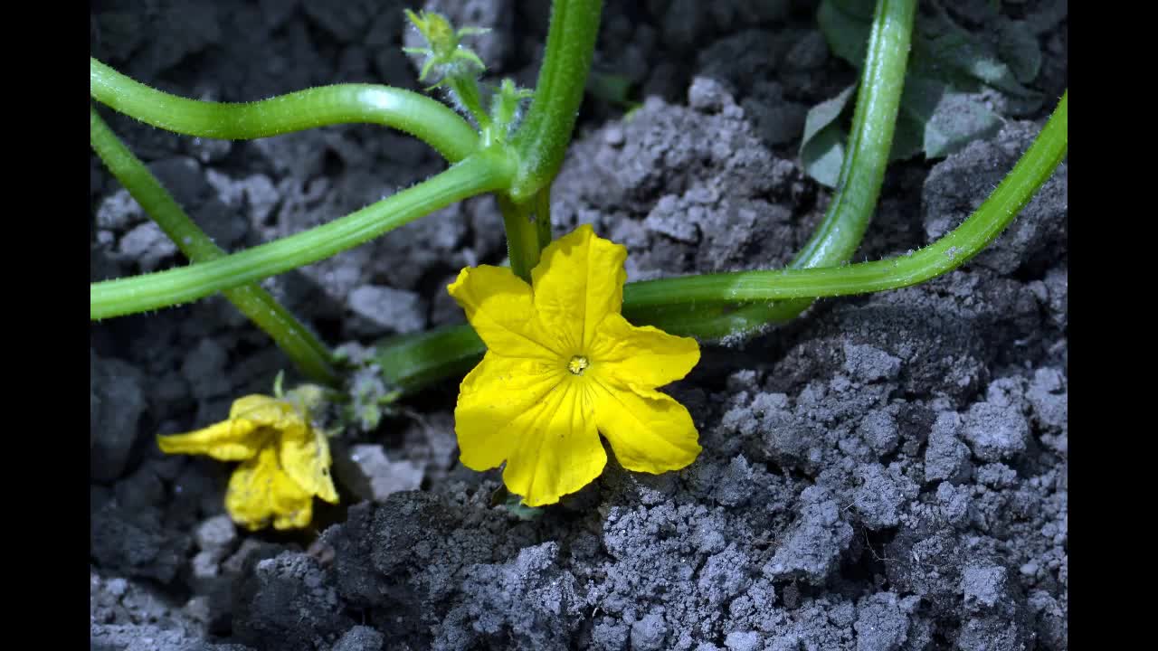 Cucumber Domestication