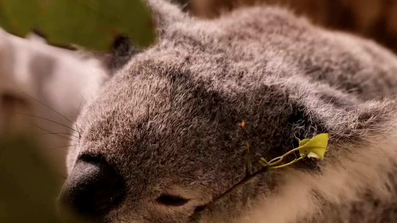 Koala Eating Leaves Cute video