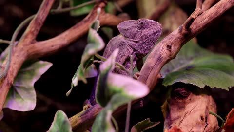 Purple Iguana on Tree Branch