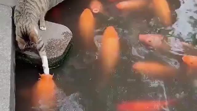 This cat wants to harvest fish