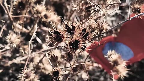 Lawn Care... with Tannerite
