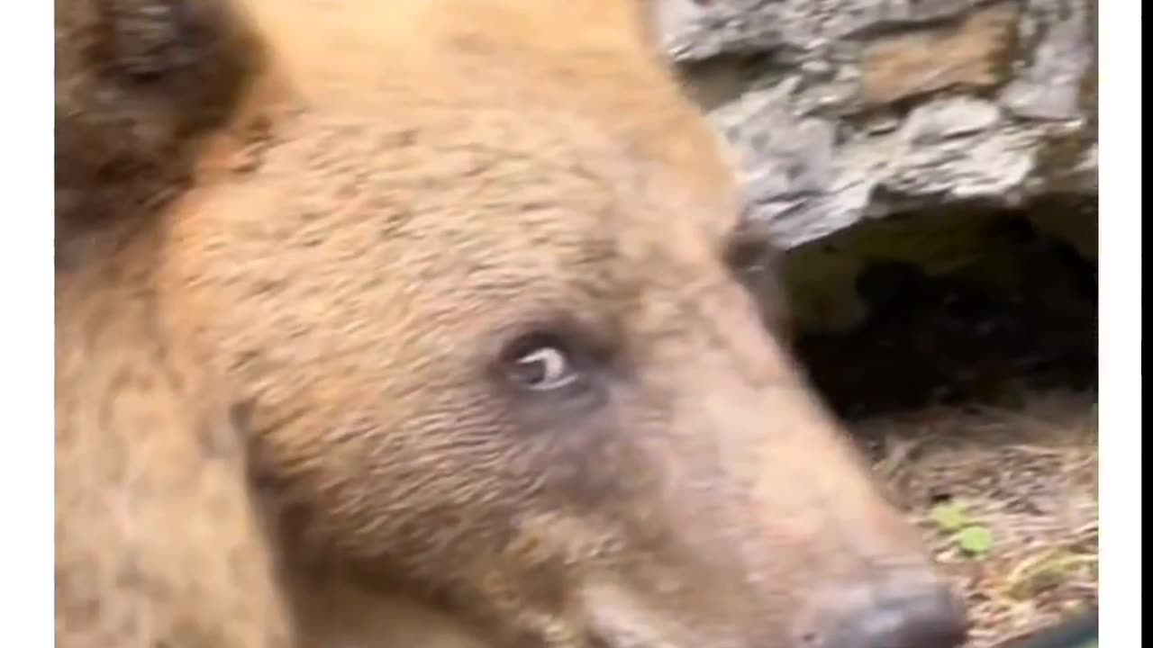 Funny bear moments