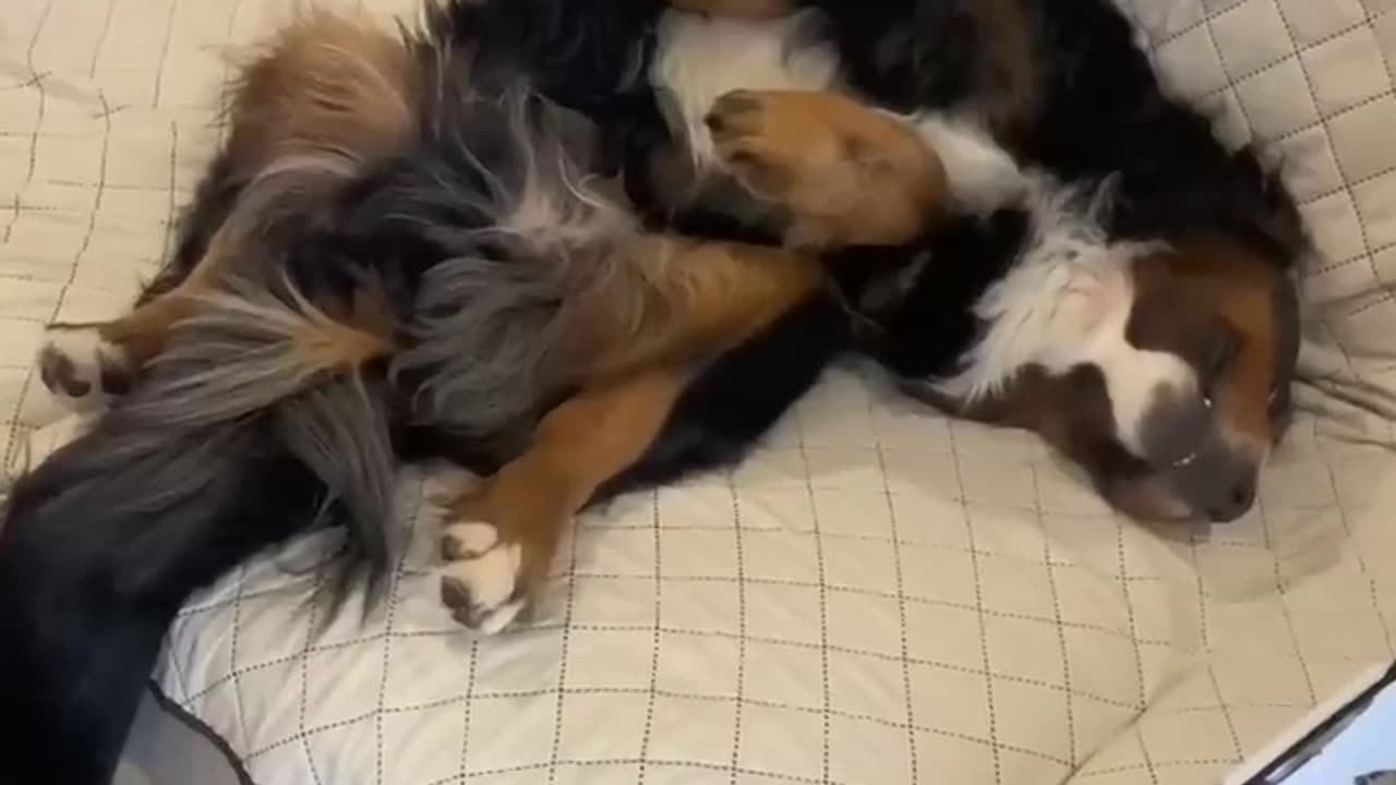 My day routine!!! 🐕#fluffybeautifuldoggy🐾🦴