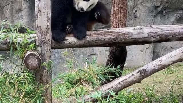 giant pandas