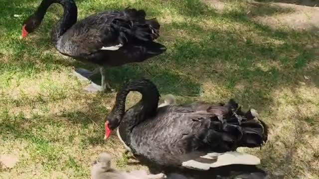 The family of Black Swans