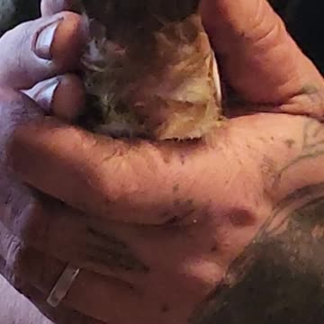 Flock it Farm: Rolling pigeon cannon fire