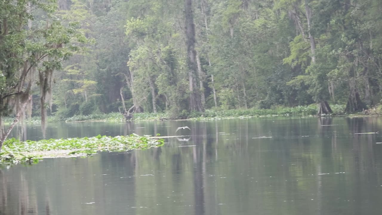 The Skunk Ape Tapes: Ocala National Forest Part 1