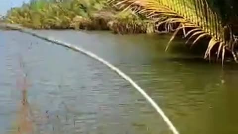 Fishing for Baramundi near nipa trees.