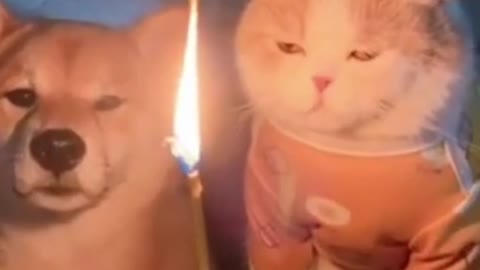 Crazy cats, funny animals