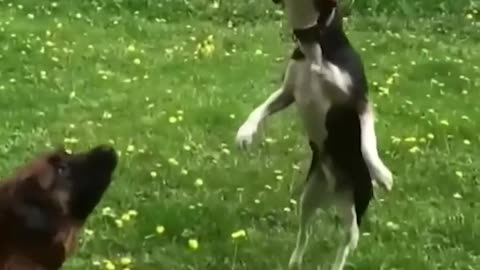 Funny Animals Rumble compilation 2023 - New Funny Animals 😂 Funniest Cats and Dogs Videos 😺🐶