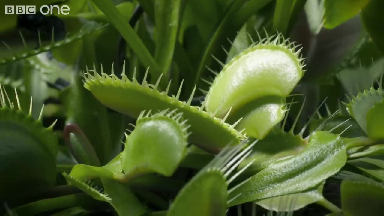 Hungry Venus flytraps snap shut on a host of unfortunate flies