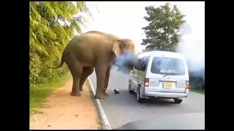 Wild elephant attack