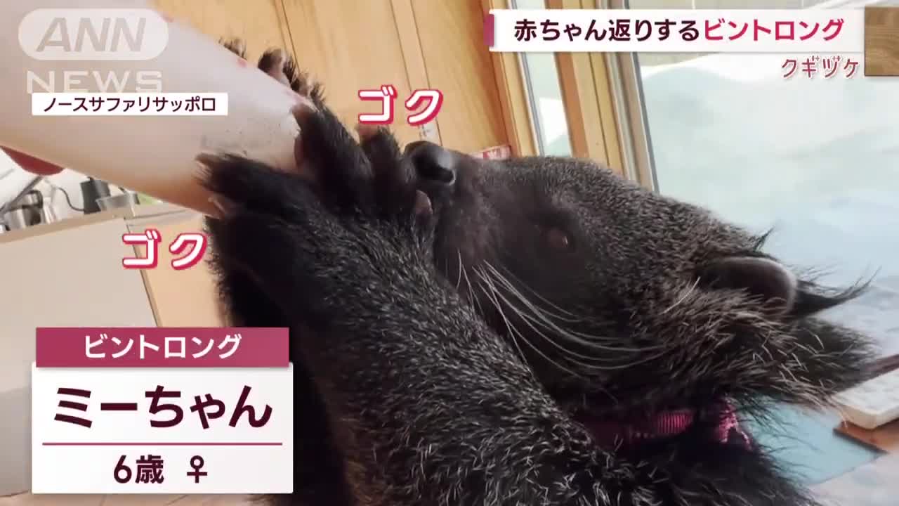 哺乳瓶を上手に使いこなす…ジャコウネコ科の“ビントロング