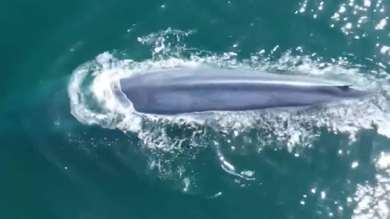 This Is What Biggest Whale In The World Can Do-3