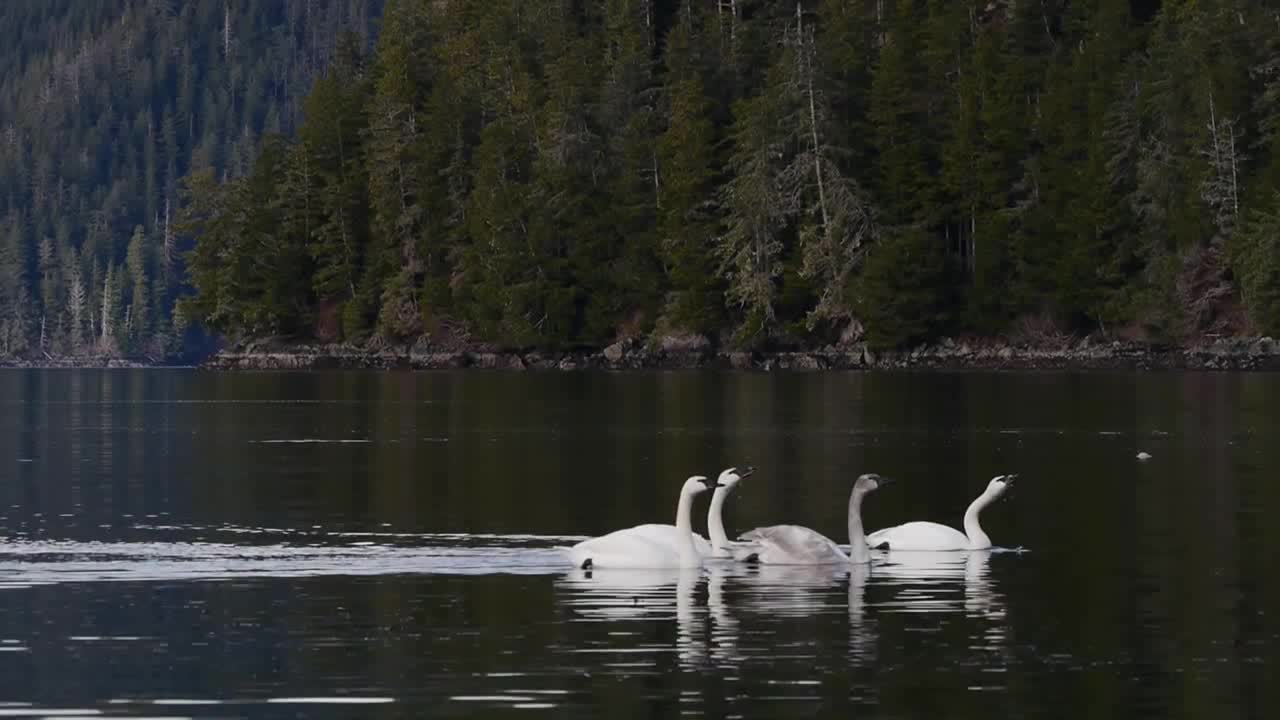 Trumpeter Swans Swimming Together