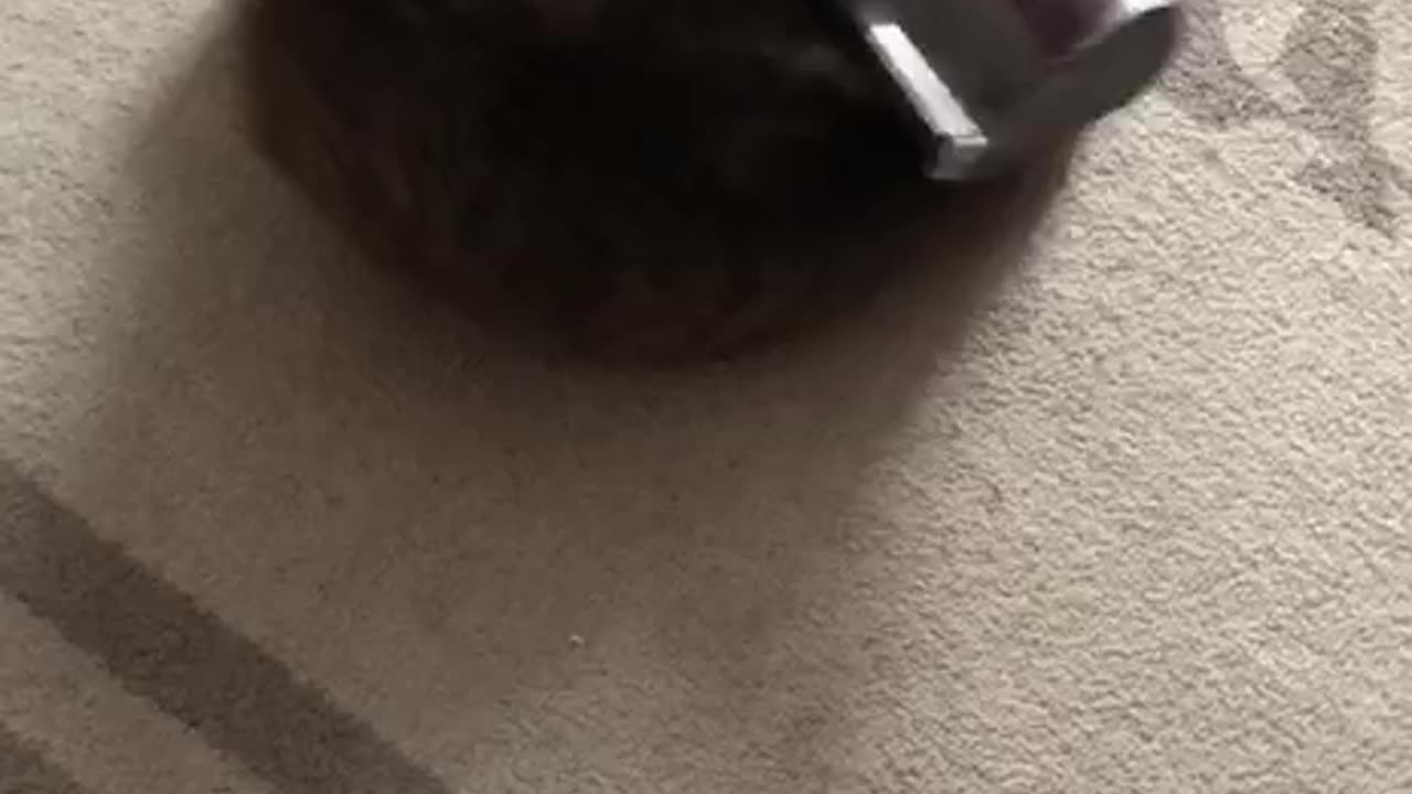 Cat Loves to Be Vacuumed