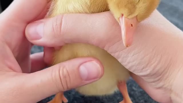 Stressed Just watch this