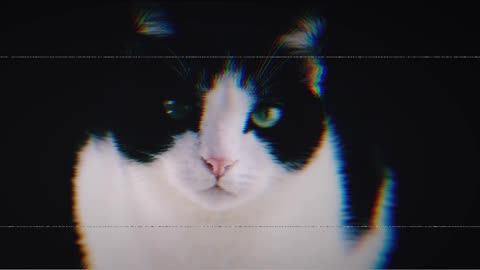 Cat video