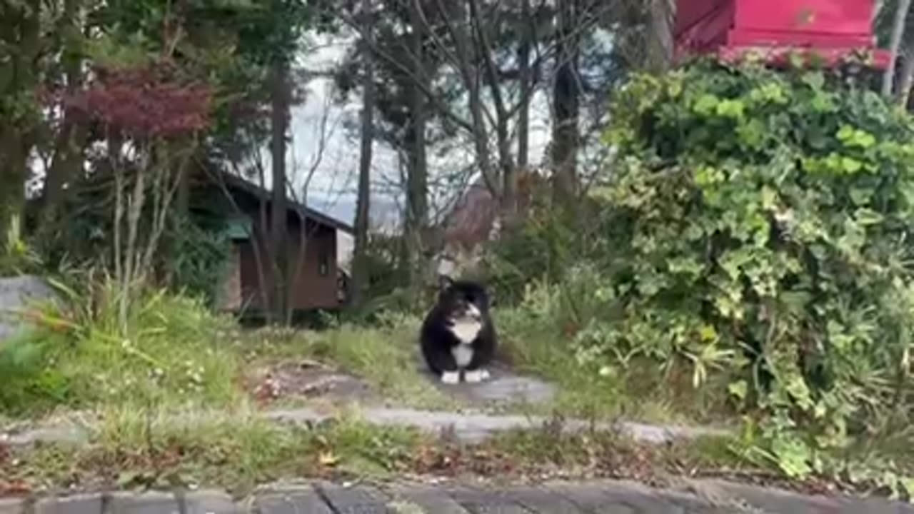 Cow cat in the garden