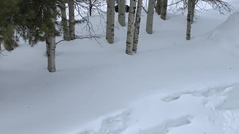 Moose Charges at a Man and His Dog