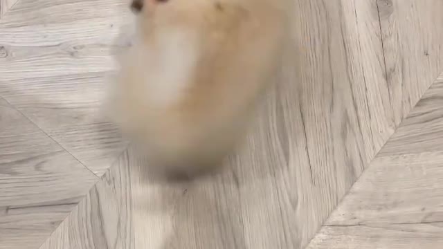 Pomeranian puppy chasing her tail