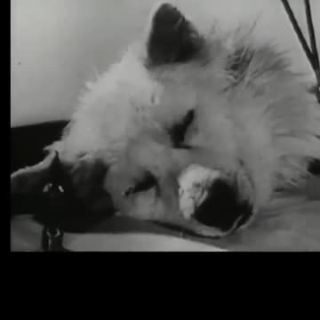 soviets, Russian scientists kept a dog’s head alive for a few sours