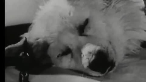 soviets, Russian scientists kept a dog’s head alive for a few sours