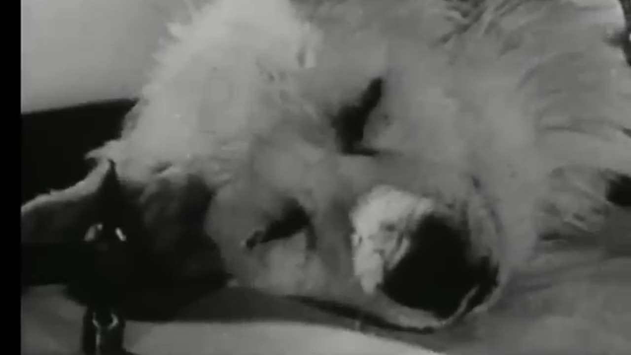 soviets, Russian scientists kept a dog’s head alive for a few sours