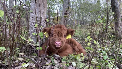 Tiny calf walking towards camera about six times