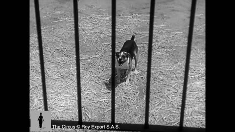 Chalie Chaplin at Zoo